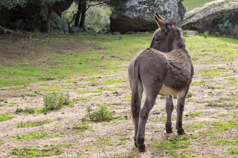 A beautiful Donkey Stock Photos