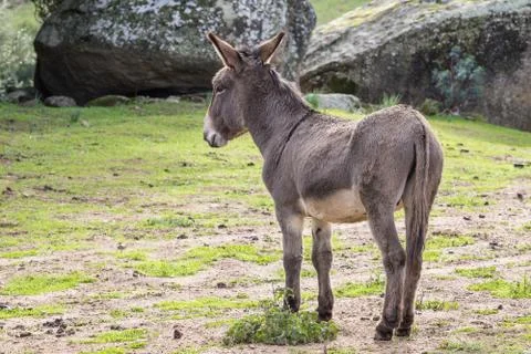 A beautiful Donkey Stock Photos