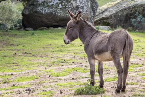 A beautiful Donkey Stock Photos