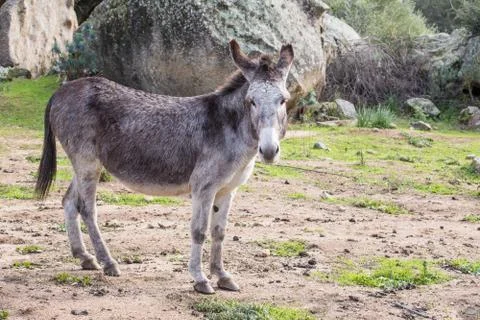 A beautiful Donkey Foto stock