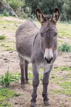 A beautiful Donkey Stock Photos