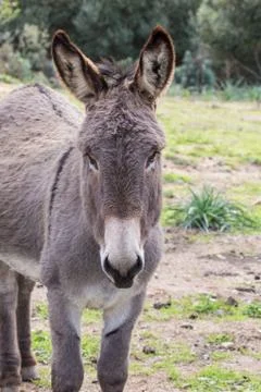 A beautiful Donkey Stock Photos