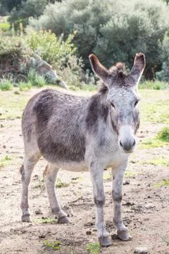 A beautiful Donkey Stock Photos