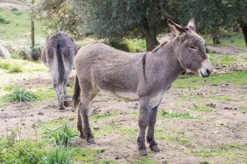 A beautiful Donkey 写真素材