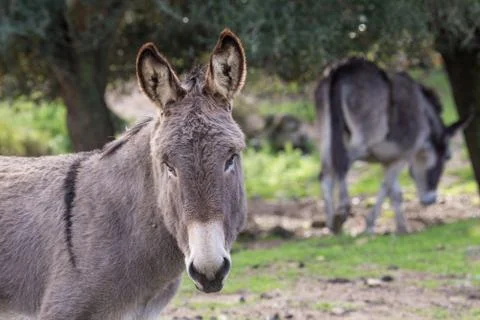 A beautiful Donkey Stock Photos
