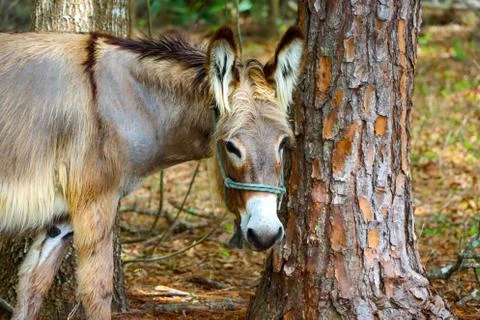 Beautiful donkey Stock Photos