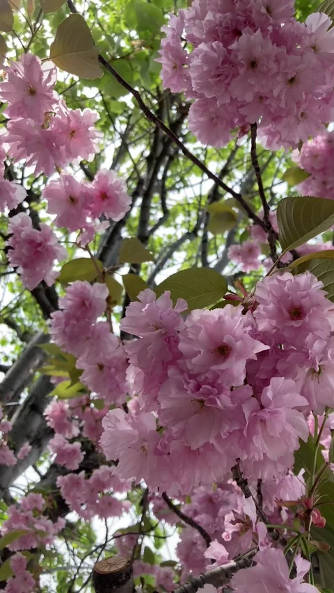 Beautiful double-flowered cherry blossoms in the sunlight Stock Footage 274940728