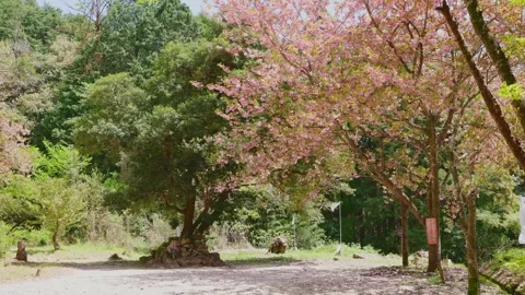 Beautiful double-flowered cherry blossoms (Yaezakura) in a lush green forest Vídeos de archivo 332866042