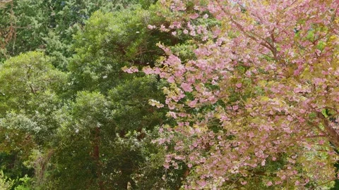 Beautiful double-flowered cherry blossoms (Yaezakura) in a lush green forest Stock Footage 332866048