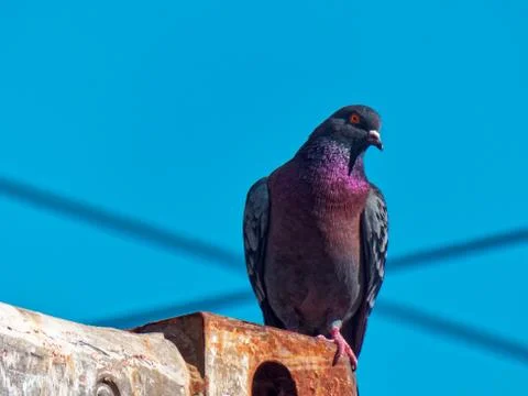 Beautiful dove. Close up Stock Photos