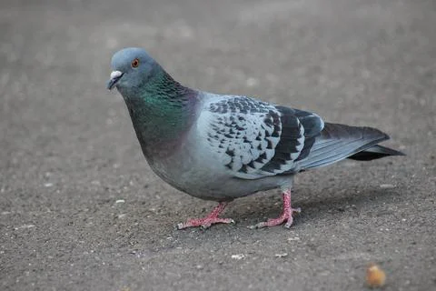 The beautiful dove Stock Photos