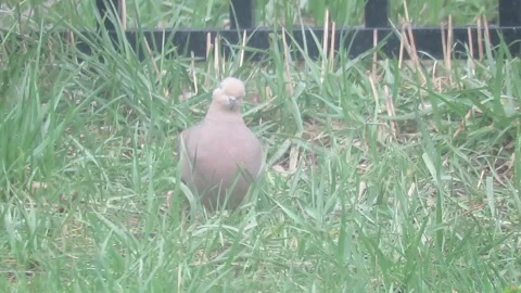Beautiful Dove sitting in strong wind Stock Footage 345361317