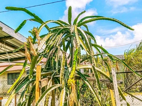 Beautiful dragon fruit tree Stock Photos