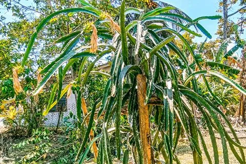 Beautiful dragon fruit tree Stock Photos
