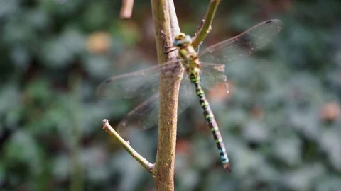 Beautiful dragonfly with broken wing sits on a branch Stock Footage 115239965