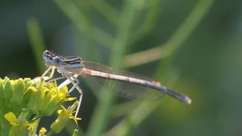 Beautiful dragonfly closeup.  Stock-Footage 70567349