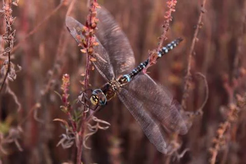 Beautiful dragonfly composition. Stock Photos