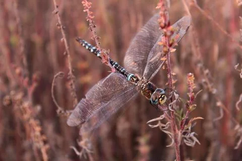 Beautiful dragonfly composition. Stock Photos