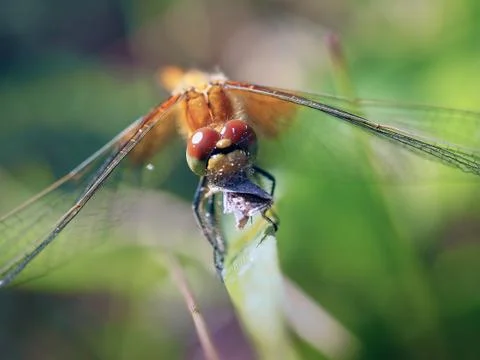 Beautiful dragonfly eats the prey Stock Photos