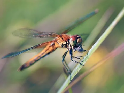 Beautiful dragonfly eats the prey Stock Photos