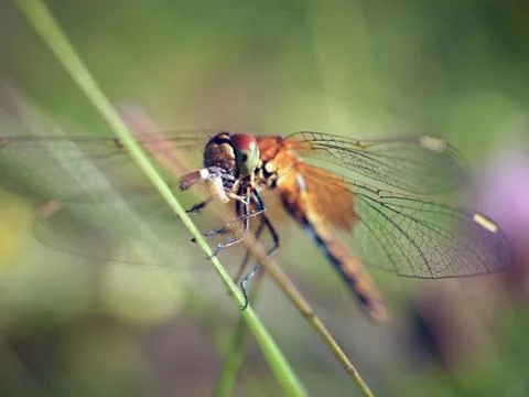 Beautiful dragonfly eats the prey Stock Photos