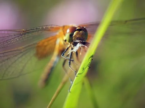 Beautiful dragonfly eats the prey Stock Photos