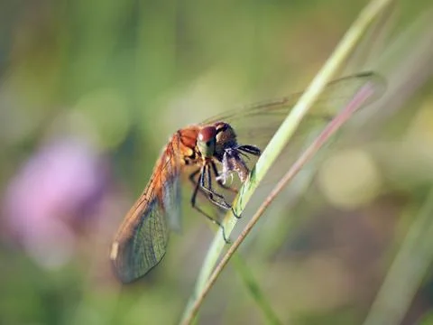 Beautiful dragonfly eats the prey Stock Photos