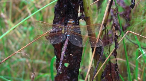 Beautiful dragonfly Stock Footage 67291346