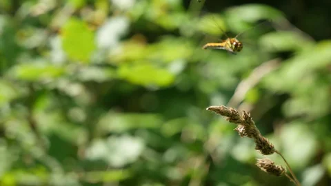 Beautiful dragonfly. 動画素材 117225176