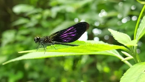 Beautiful Dragonfly Stock Footage 239910263