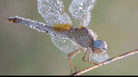 Beautiful dragonfly Stock Footage 289442593