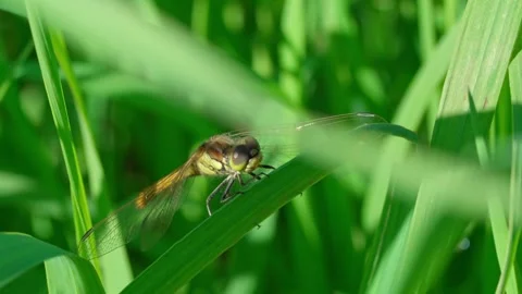 A beautiful dragonfly Stockbeeldmateriaal 318295292