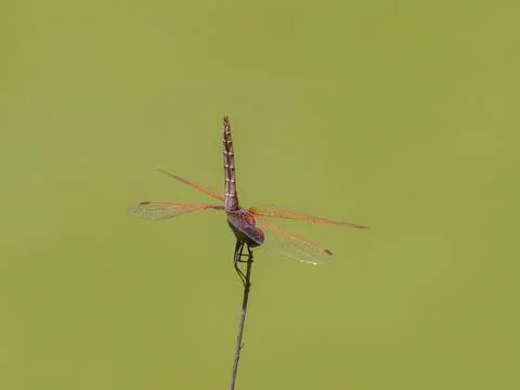 Beautiful dragonfly in the forest Stock Photos