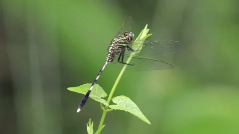 Beautiful Dragonfly on green leaf Stock Footage 289551444