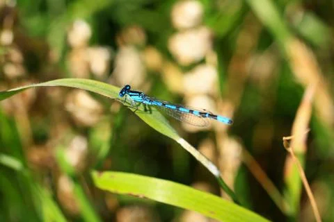 Beautiful dragonfly Stock Photos