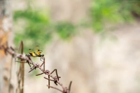 An beautiful dragonfly Stock Photos