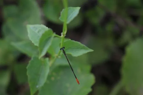 Beautiful Dragonfly Foto stock