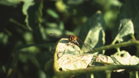 Beautiful dragonfly sitting on a leaf Stock Footage 137248752