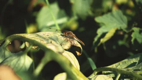 Beautiful dragonfly sitting on a leaf Stock Footage 137248754