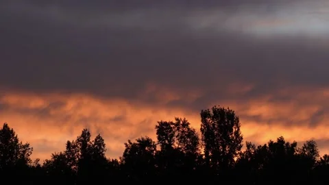 Beautiful dramatic colorful sunset sky and black silhouettes of tall old trees Stock Footage 131376650