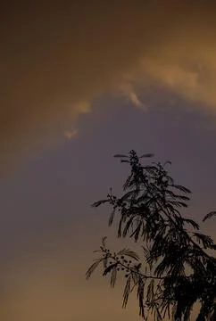 Beautiful dramatic sunset, tree against sky. Stock Photos