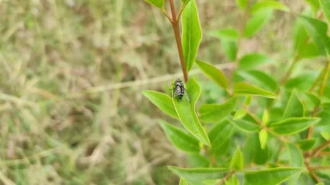 Beautiful drasophila on a leaf 库存影片 272918550