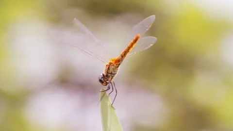 A Beautiful Dreagonfly on Leaf 库存影片 99641502