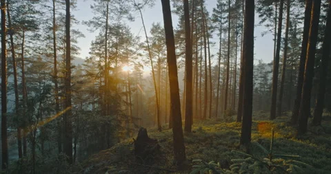 Beautiful dreamy forest at sunset Stock Footage 254937289