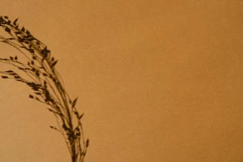 Beautiful dried grass on deep neutral orange background with deep blurred sun 스톡 사진