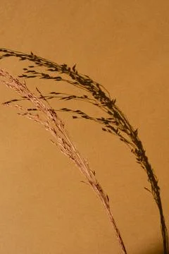 Beautiful dried grass stems on deep neutral orange background with deep blurr 스톡 사진