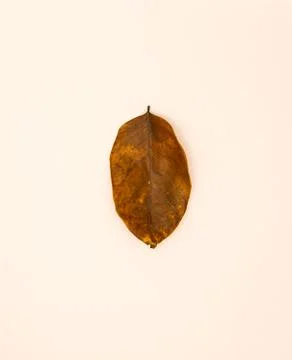 Beautiful dried leaf Stock Photos