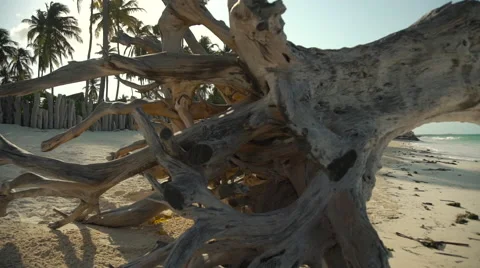 Beautiful dried tree on the ocean shore Stock Footage 69048769