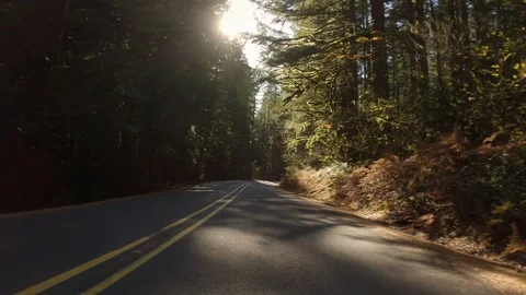 Beautiful Drive Through Oregon Forest  On Sunny Autumn Day Stock Footage 120716995