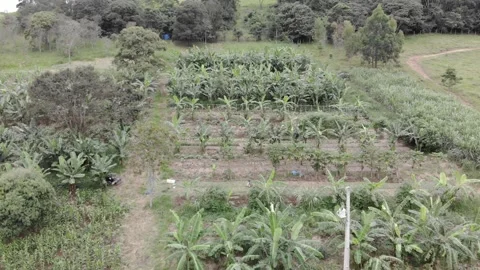 Beautiful drone aerial view of agroforestry in the Atlantic Rain Forest Stock Footage